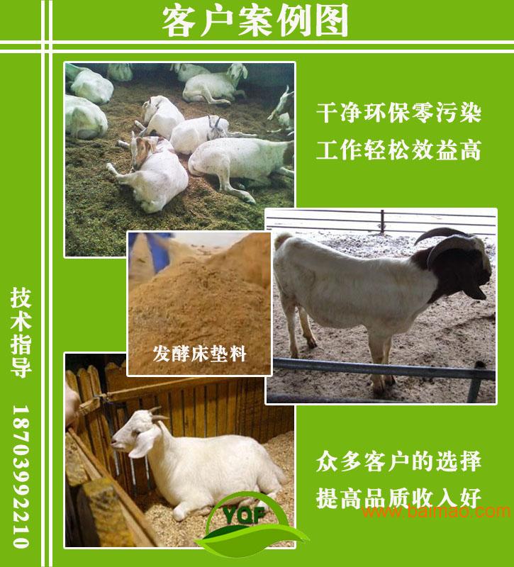发酵床养羊