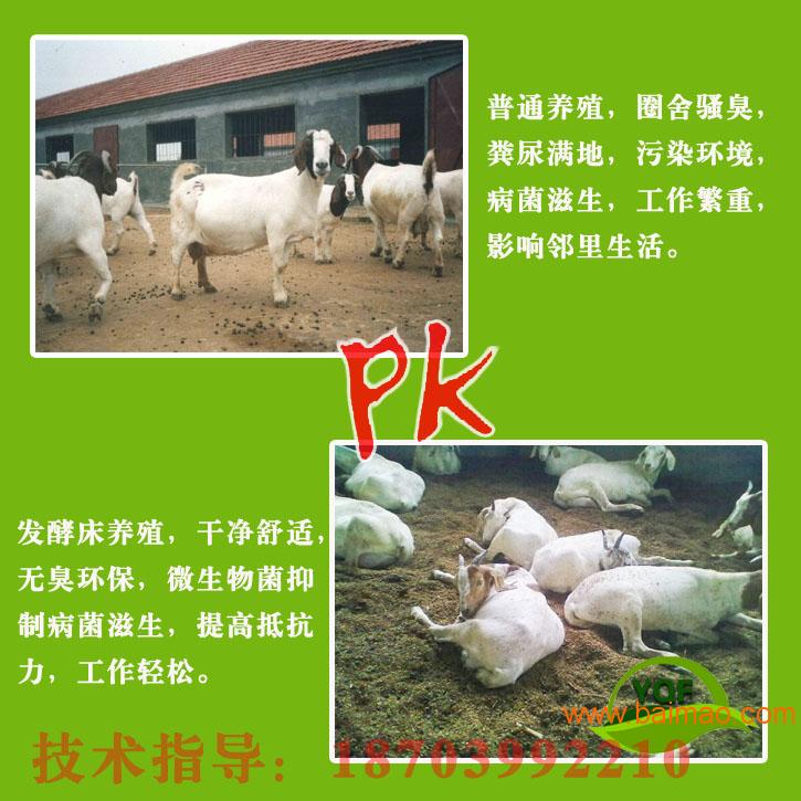 发酵床养羊技术资料