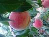 桃树苗,晚熟,果个大,耐储存