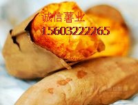 河北红薯新价格#河北红薯价格低#河北红薯哪里便宜