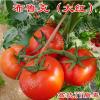 科尔种业玛利亚--越夏番茄种子 **西红柿种子