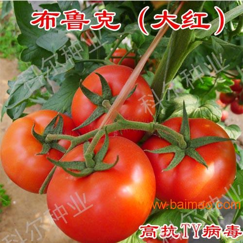 科尔种业玛利亚--越夏番茄种子 **西红柿种子