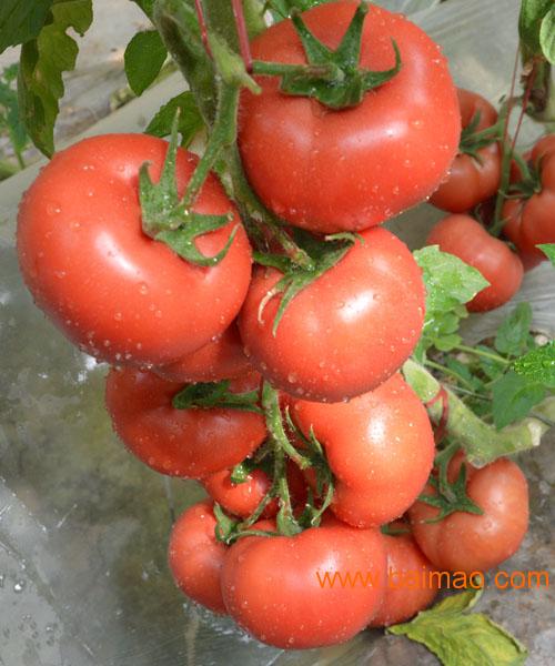 布莱恩特 西红柿种子 早熟番茄种子