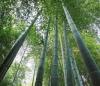 竹子系列