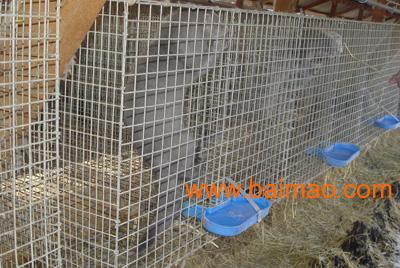 养殖电焊网|毛皮类养殖笼网|养殖笼电焊网