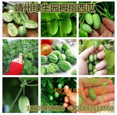 迷你西瓜，拇指西瓜的栽培技术