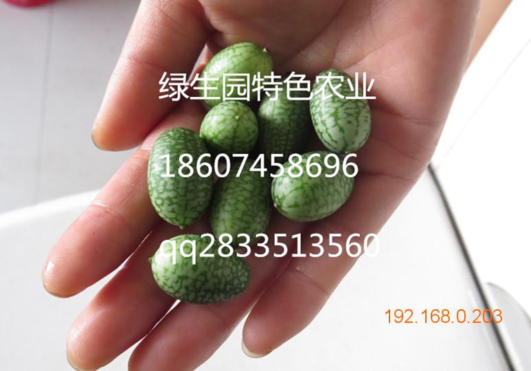 迷你西瓜，拇指西瓜的栽培技术