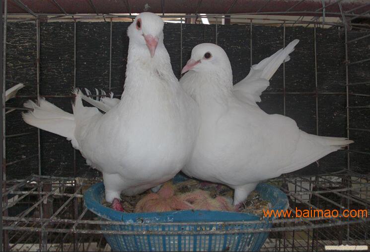 肉鸽种鸽养殖场白羽**鸽养殖前景