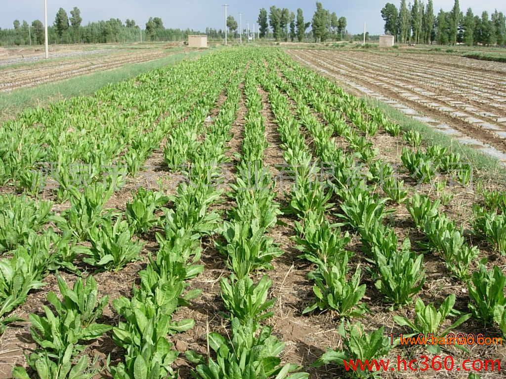 大悟县哪里有卖菊苣牧草种子的厂家/批发/供应商