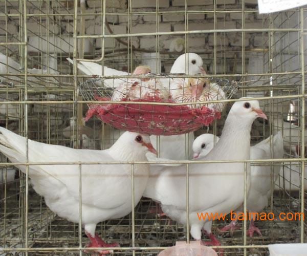 肉鸽种鸽养殖厂家种鸽多少钱一对