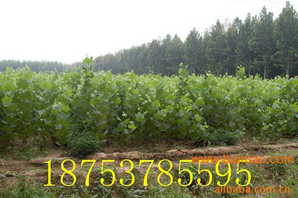 法桐小苗1到3米法桐树苗成活率高