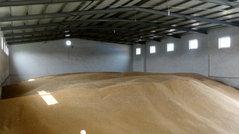 河南哪里有小麦收购厂家 小麦收购价格详询【诚亿粮贸】厂家/批发