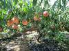 桃树品种苗价格