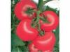 荷兰进口荷粉-番茄种子|粉果番茄种子