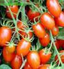 供应进口鸿玉-番茄种子--来自**