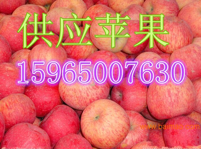 山东红富士苹果产地价格