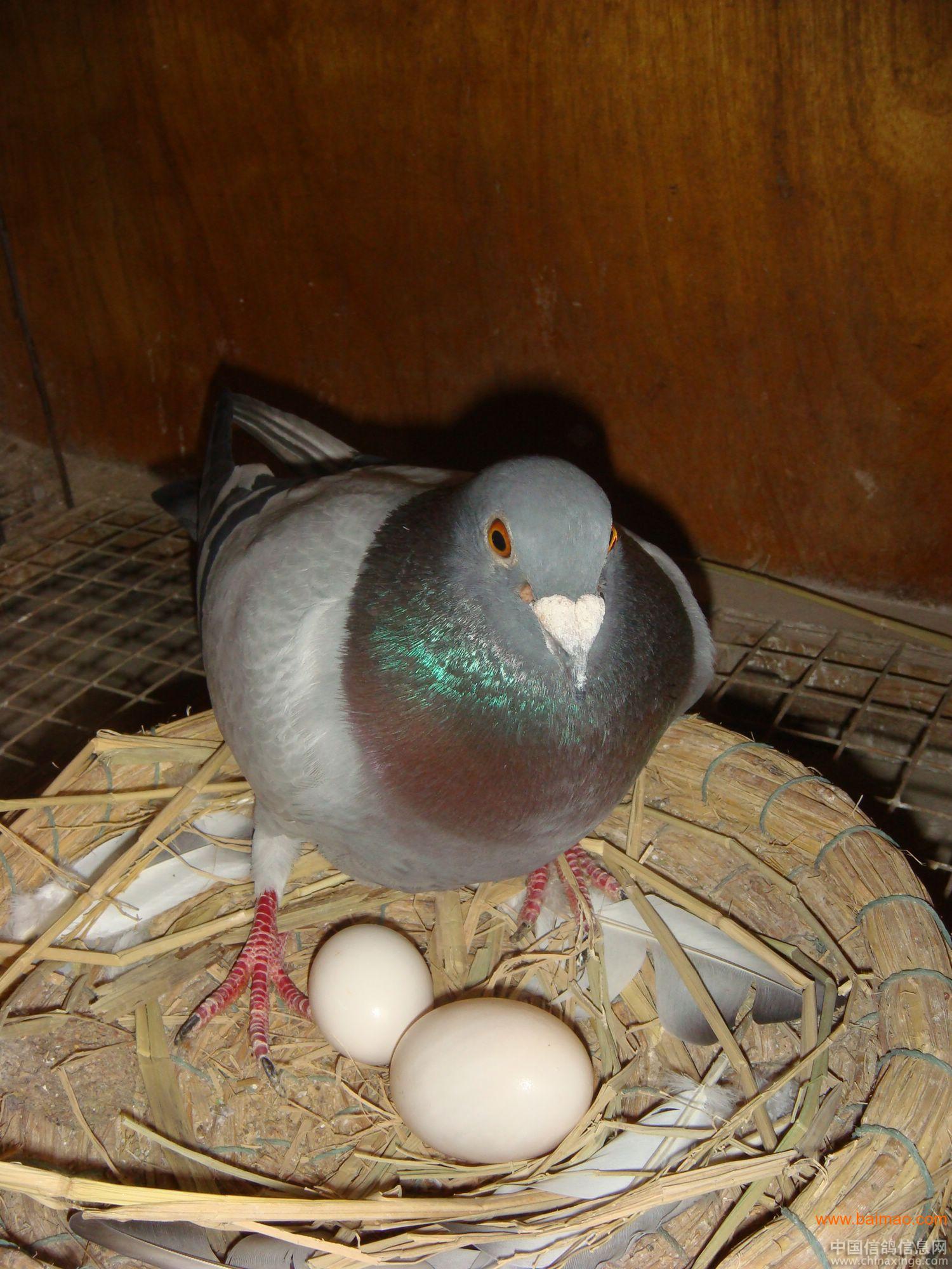白鸽鸟蛋图片图片