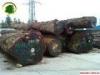广州黄埔港木材进口报关公司，墨西哥木材进口清关代理