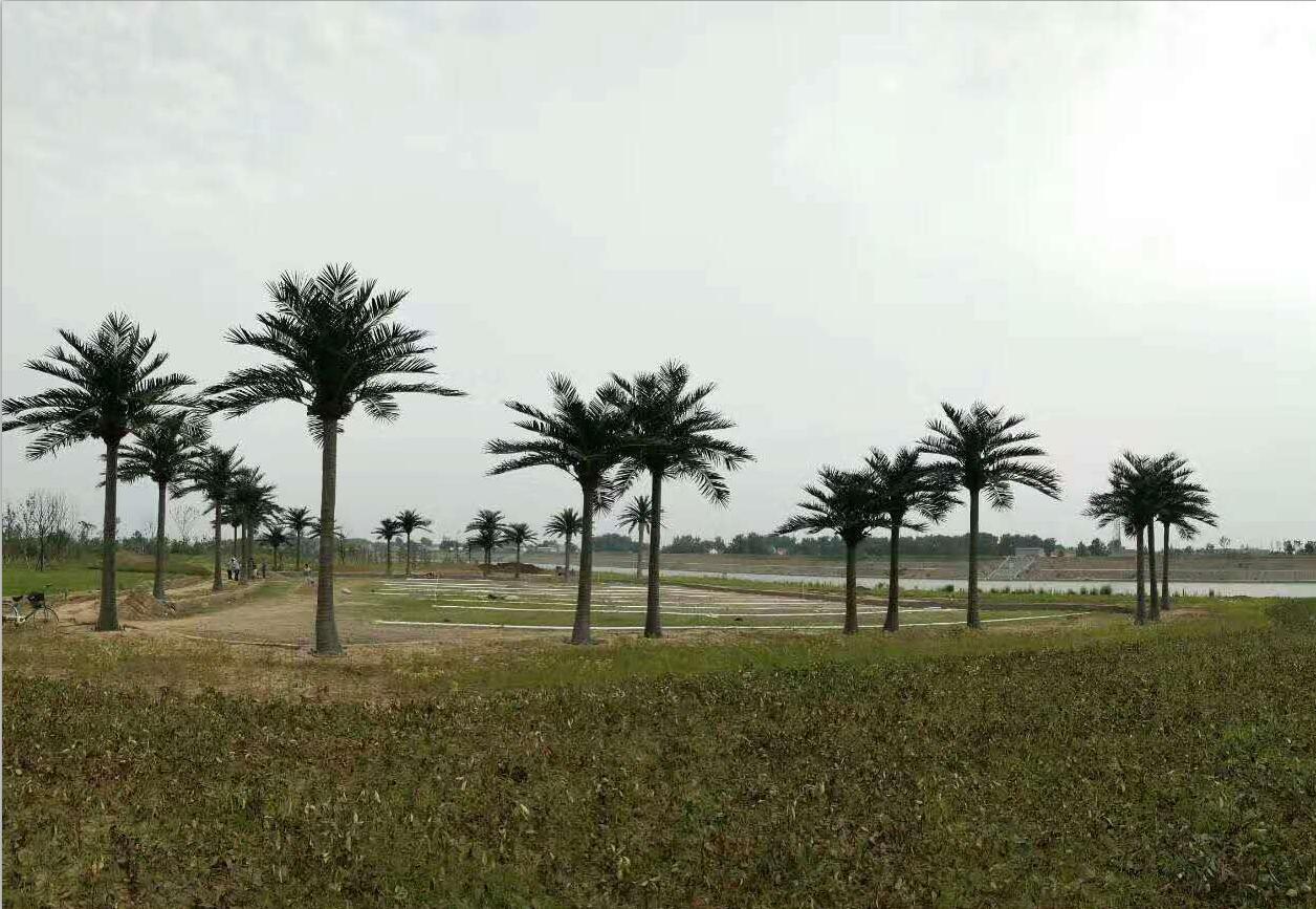 雅菲仿真椰子树 生产厂家 尺寸可定制 价格优惠