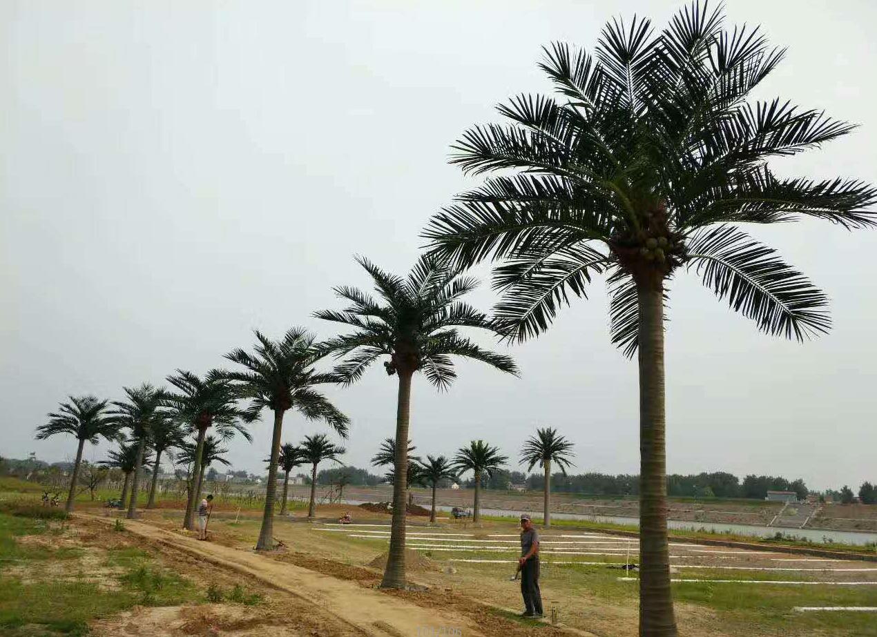 雅菲仿真椰子树 生产厂家 尺寸可定制 价格优惠