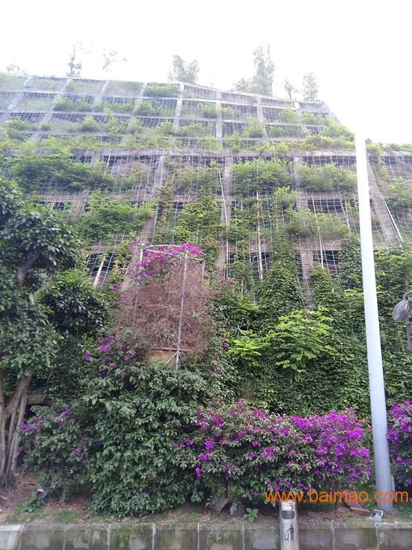 爬藤网边坡绿化生态系统