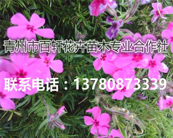 发往武汉的芝樱花杯苗,青州百轩花卉苗木