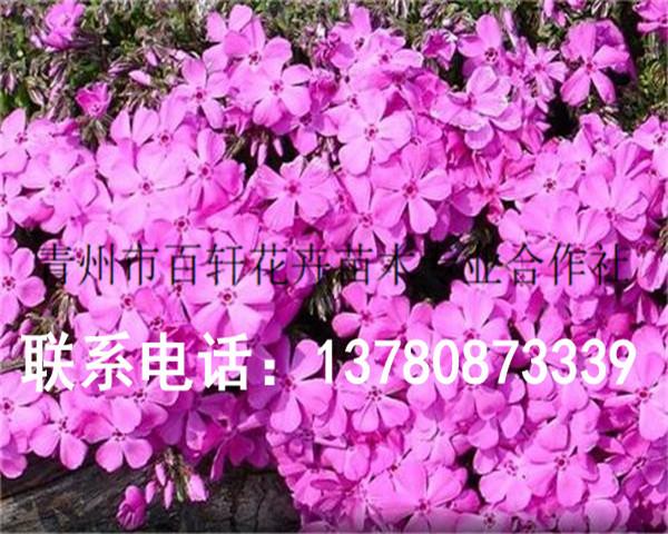 发往十堰的芝樱花杯苗,青州百轩花卉苗木