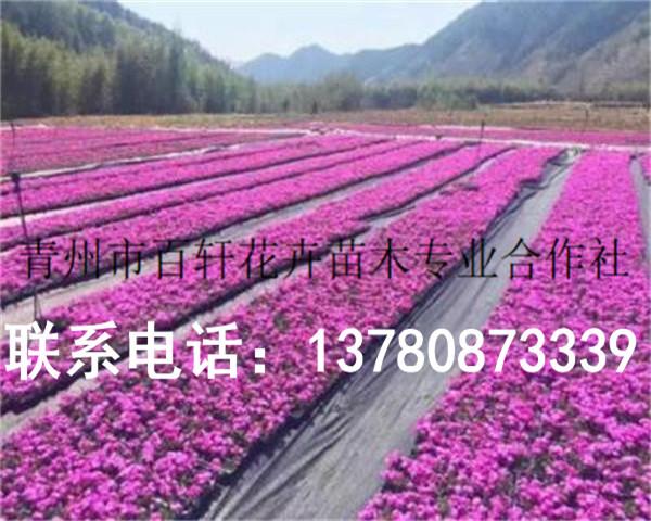 发往襄樊的芝樱花幼苗,青州百轩花卉苗木