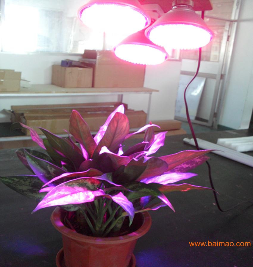 深圳植物灯工厂直供 10W 圆形 生长灯