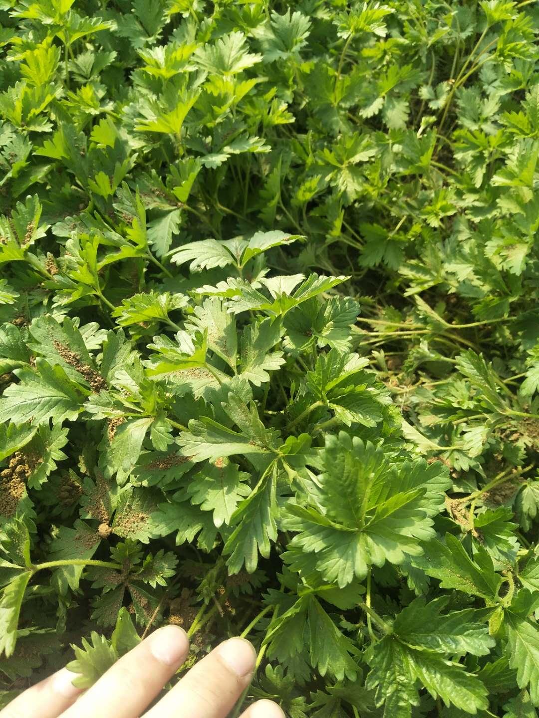 三叶委陵菜厂家/批发/供应商