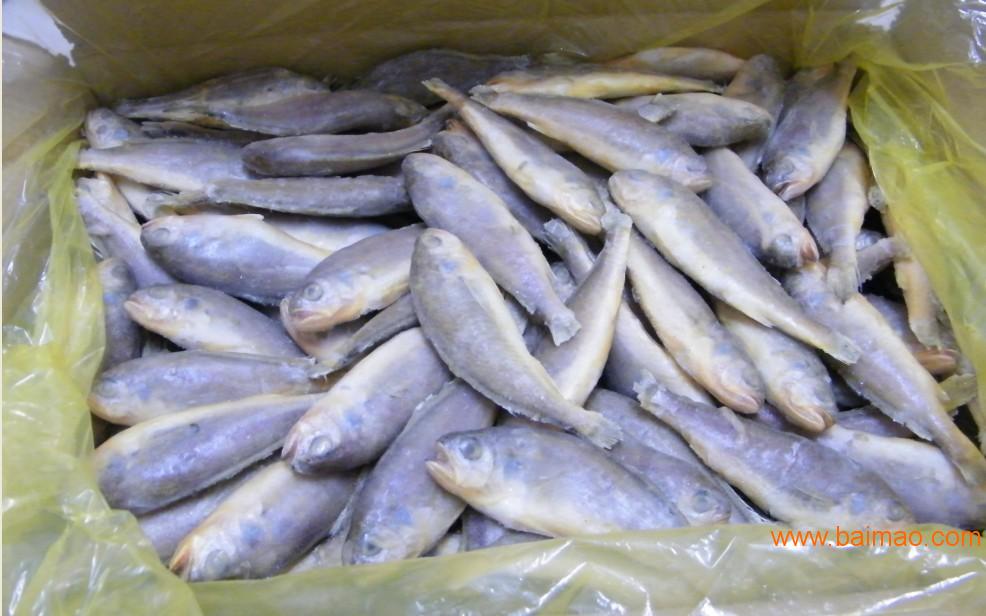 冷冻带鱼 进口带鱼批发 天津冷冻水产品批发厂家