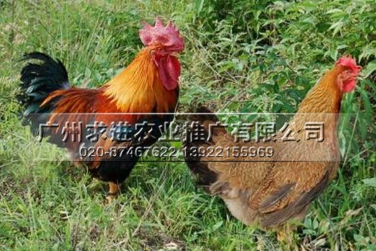 清远麻鸡苗供应,广东清远鸡苗，广州孵化厂家批发价格