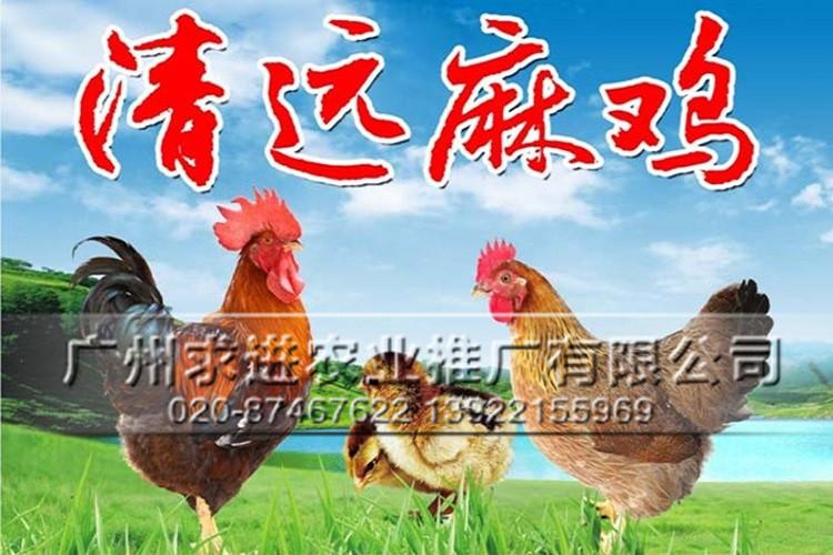 清远麻鸡苗供应,广东清远鸡苗，广州孵化厂家批发价格