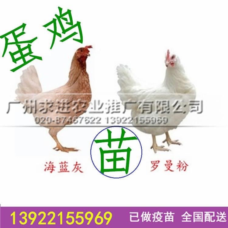 供应蛋鸡苗，高产蛋鸡品种/罗曼粉鸡苗/海兰灰鸡苗