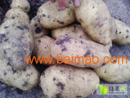 黑龙江种薯5号种子出售13614613225