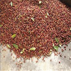 深圳咖啡豆进口报关公司/咖啡豆进口清关需要审核资料