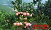 三红蜜柚种植管理技术