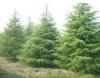 雪松|常绿类苗木|园林绿化苗木|绿化苗木|绿源苗木