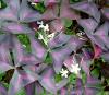 紫叶酢浆草|宿根花卉|园林绿化苗木|绿源