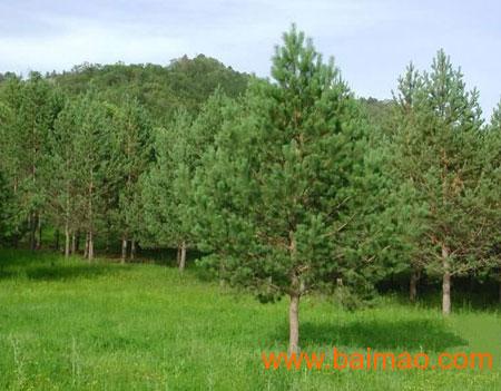 油松|常绿类苗木|绿化苗木|苗木|绿源苗木