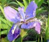 紫花鸢尾|**紫花鸢尾-福缘绿化