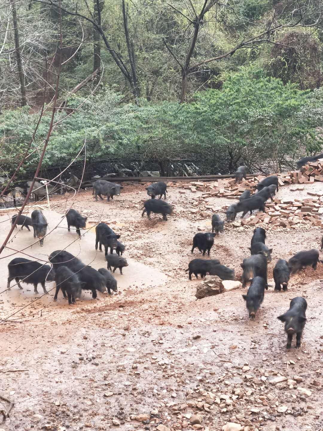 河南商丘有没有藏香猪养殖的