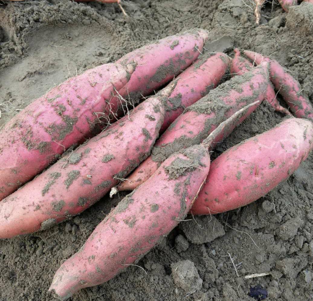 2019年河北唐山烟薯25种植养殖批发基地厂家/批发/供应商