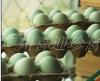 广东绿壳蛋鸡苗价格，广东绿壳蛋鸡养殖场