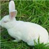 肉兔的价格，獭兔新行情，肉兔养殖协会