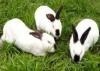 兔兔养殖行情，肉兔大的行情走势，山东肉兔品种