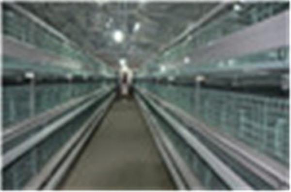 鸡笼厂供应层叠式蛋鸡笼热镀锌鸡笼设备