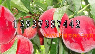 新桃树品种 桃树苗批发价格 富源桃树新品种