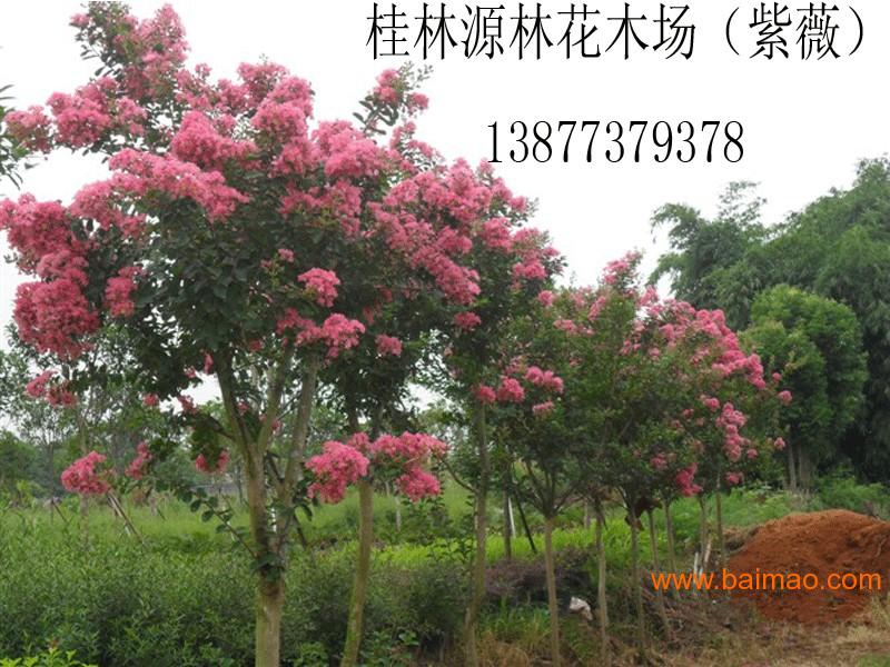 桂林可信赖的秋枫提供商|贵州秋枫