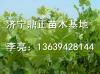 供应江苏南京2014年6-8公分速生法桐价格